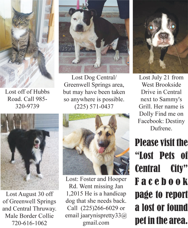 lost found pets near me