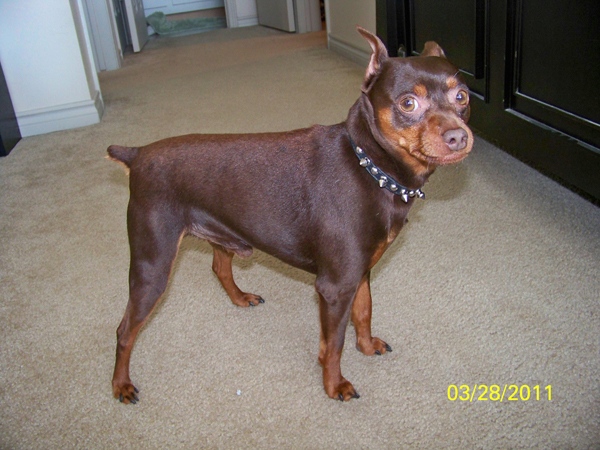 chocolate miniature pinscher